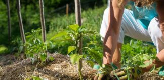 Permaculture : tout savoir pour faire son potager !