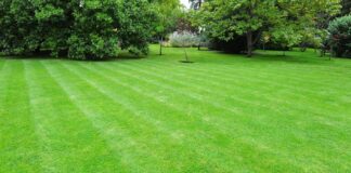 Refaire son gazon : comment faire ?